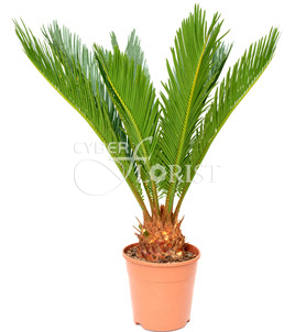Cycas Palm Tree in a pot